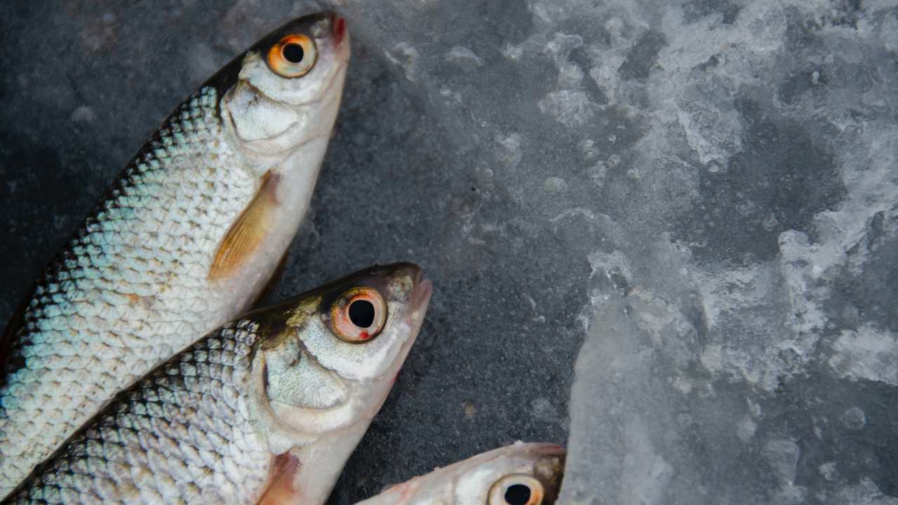 Mangiando pesce rischio melanoma studio