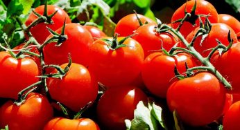 Pomodori pericolosi: quali sono e a cosa fare attenzione? Consigli