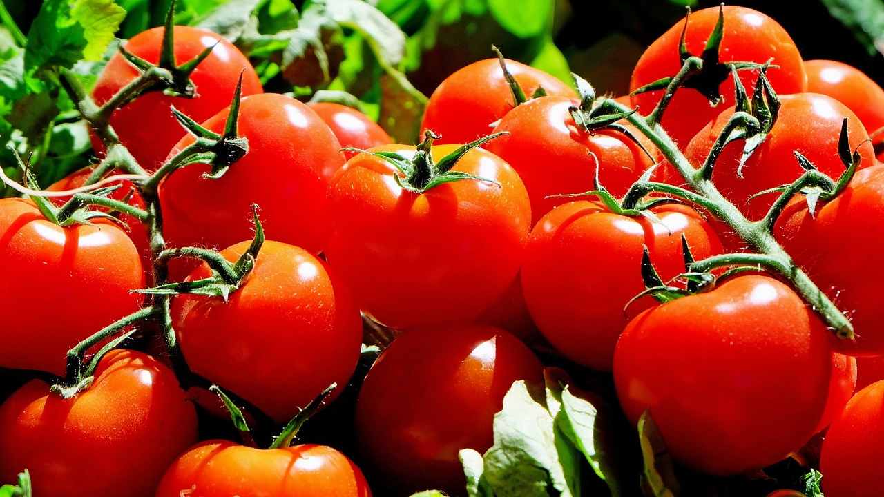 pomodori pericolosi quali sono cosa guardare