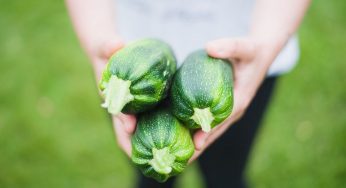 Zucchine, non mangiarle MAI se hanno questo segno: sono diventate tossiche – FOTO