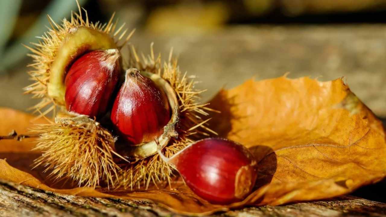 ricetta castagne al vino