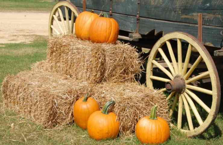 Campi di zucca in Italia