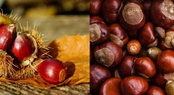 Castagne arrosto senza il camino: la soluzione per cucinarle in modo impeccabile