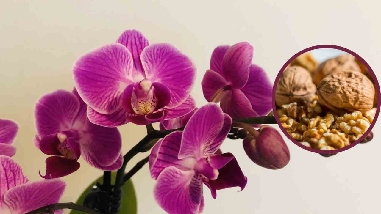 orchidea